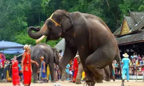 老挝为什么被称为“万象之邦”，大象成为最得力帮手